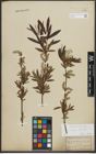 Foto von Salix purpurea L. x Salix viminalis L.